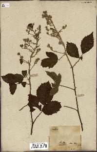 spécimen de Rubus fruticosus