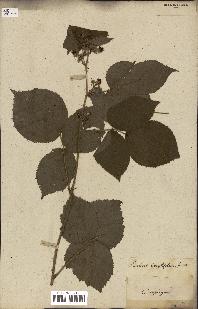 spécimen de Rubus fruticosus