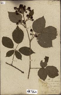 spécimen de Rubus fruticosus