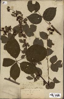 spécimen de Rubus fruticosus