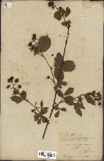 spécimen de Rubus fruticosus