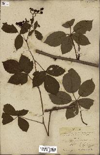 spécimen de Rubus fruticosus