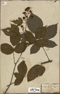 spécimen de Rubus macrophyllus