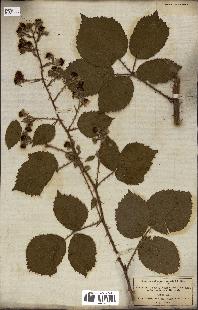 spécimen de Rubus fruticosus