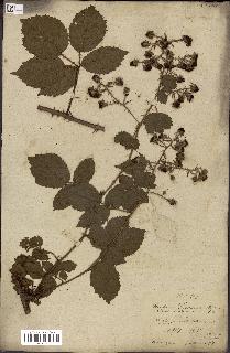 spécimen de Rubus fruticosus