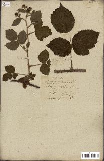 spécimen de Rubus fruticosus