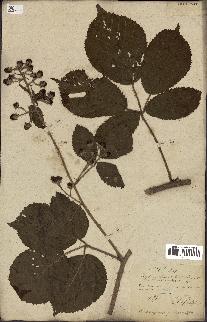 spécimen de Rubus fruticosus