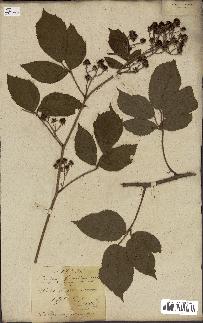 spécimen de Rubus fruticosus