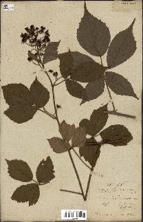 spécimen de Rubus fruticosus