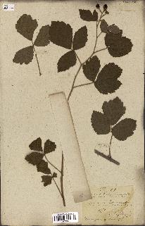 spécimen de Rubus fruticosus