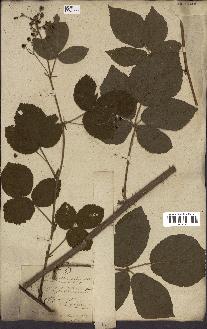 spécimen de Rubus fruticosus