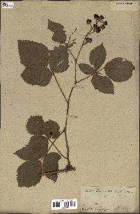 spécimen de Rubus fruticosus