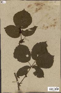 spécimen de Rubus fruticosus