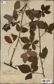 spécimen de Rubus fruticosus