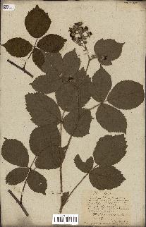 spécimen de Rubus fruticosus