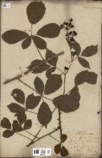 spécimen de Rubus fruticosus