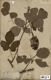 spécimen de Rubus fruticosus