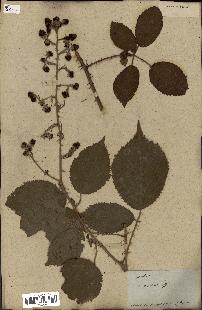 spécimen de Rubus fruticosus