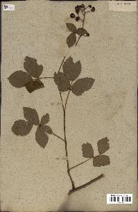 spécimen de Rubus fruticosus