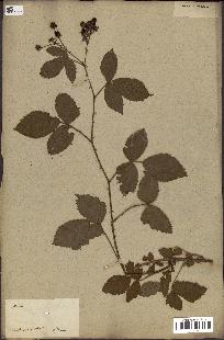 spécimen de Rubus fruticosus