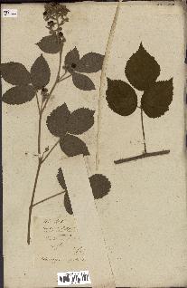 spécimen de Rubus fruticosus