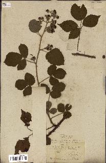 spécimen de Rubus fruticosus