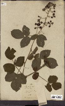 spécimen de Rubus fruticosus