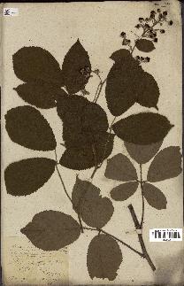 spécimen de Rubus fruticosus