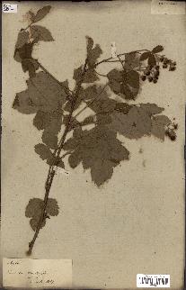 spécimen de Rubus fruticosus