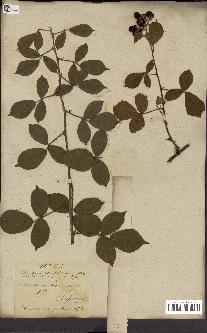 spécimen de Rubus fruticosus