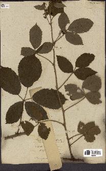 spécimen de Rubus fruticosus