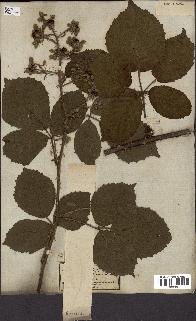 spécimen de Rubus fruticosus