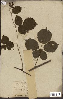 spécimen de Rubus fruticosus