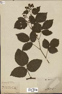 spécimen de Rubus condensatus