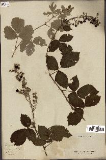 spécimen de Rubus collinus