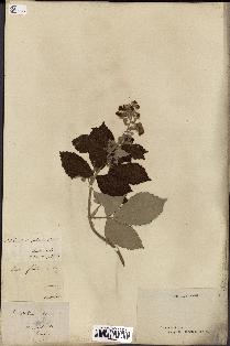 spécimen de Rubus collinus