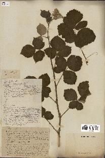 spécimen de Rubus collinus