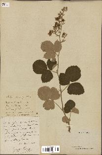 spécimen de Rubus collinus