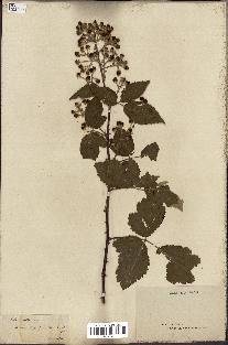 spécimen de Rubus collinus