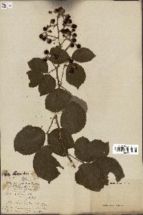 spécimen de Rubus collinus