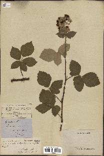 spécimen de Rubus collinus