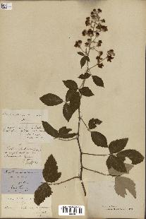 spécimen de Rubus collinus