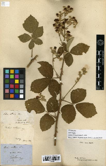 spécimen de Rubus collinus