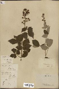 spécimen de Rubus collinus