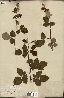 spécimen de Rubus collinus