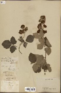 spécimen de Rubus collinus