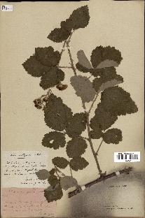 spécimen de Rubus collinus