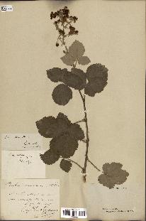 spécimen de Rubus collinus