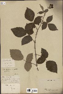 spécimen de Rubus collinus