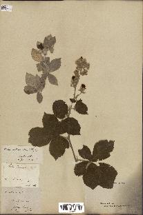 spécimen de Rubus collinus